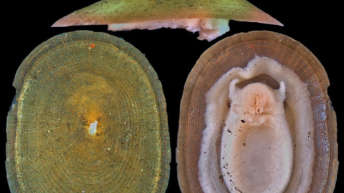 Deep-sea mining poses extinction threat to hundreds of mollusk species, warns conservation body
