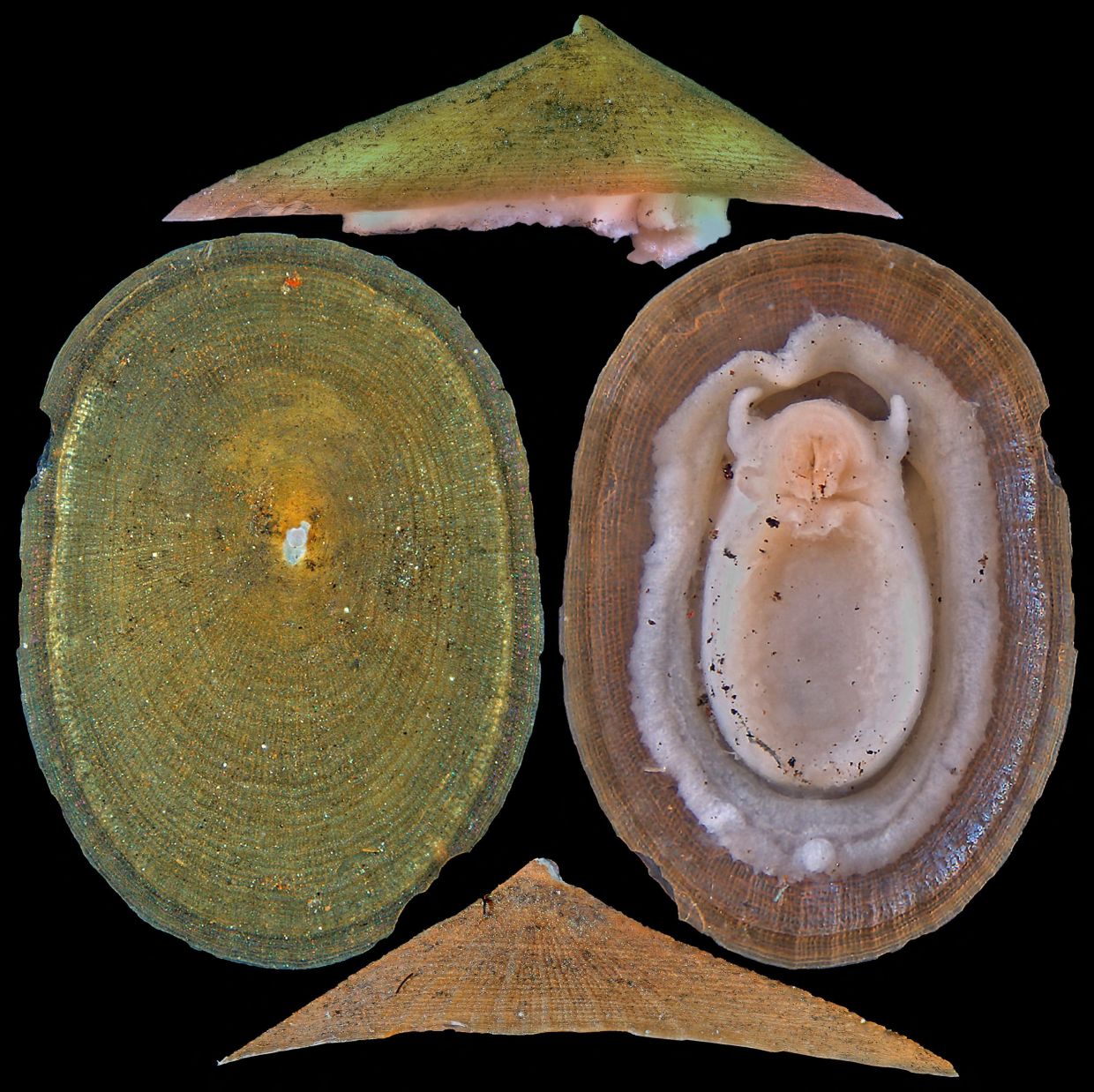 Deep-sea mining poses extinction threat to hundreds of mollusk species, warns conservation body