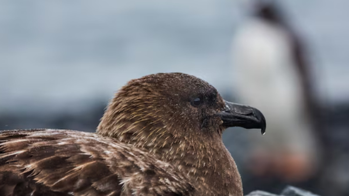 New Zealand Confirms First H5N1 Case as Region Braces for Bird Flu Threat
