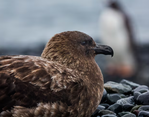 New Zealand Confirms First H5N1 Case as Region Braces for Bird Flu Threat