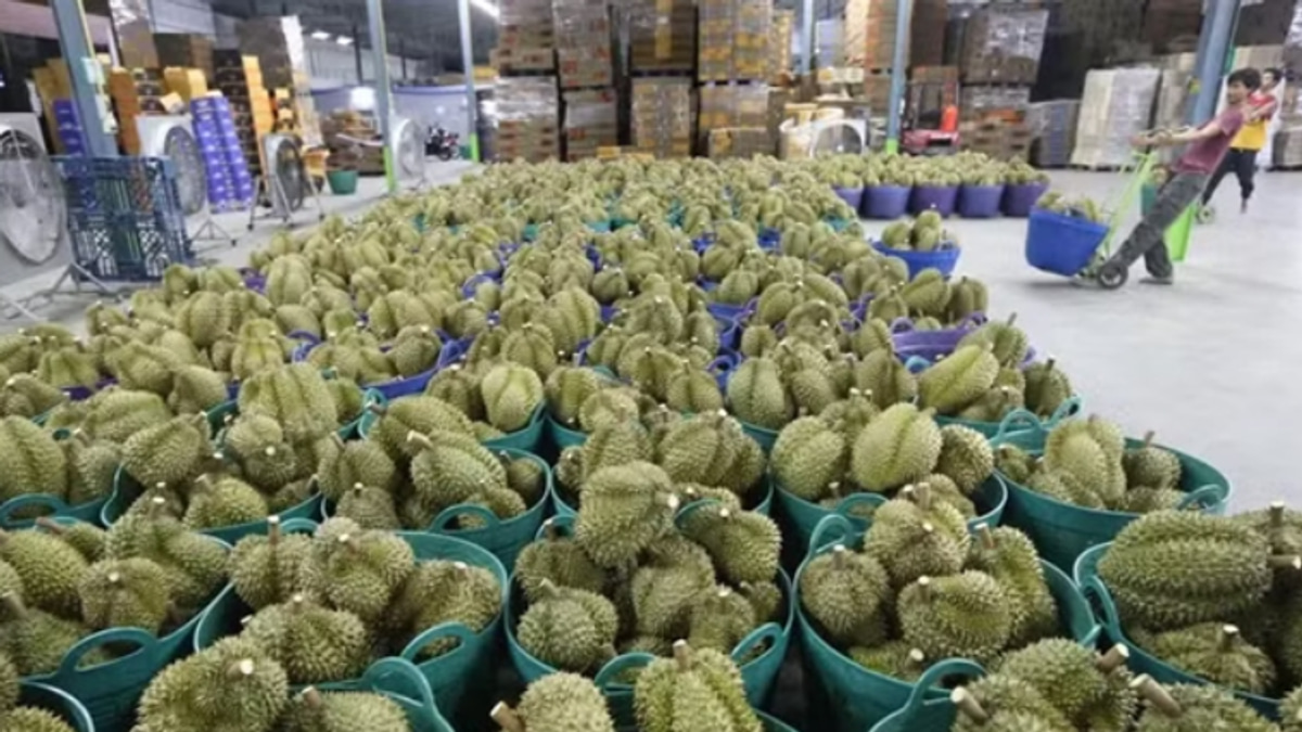 Vietnam Arrests Deputy Agriculture Minister in Widening Durian Export Corruption Scandal