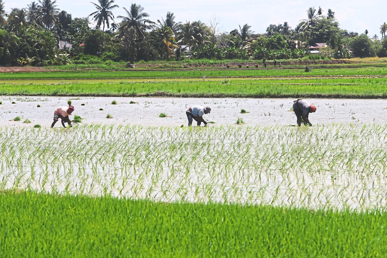 Malaysia Shields Food Prices From Middle East Turmoil Through Strategic Subsidies and Long-Term Planning