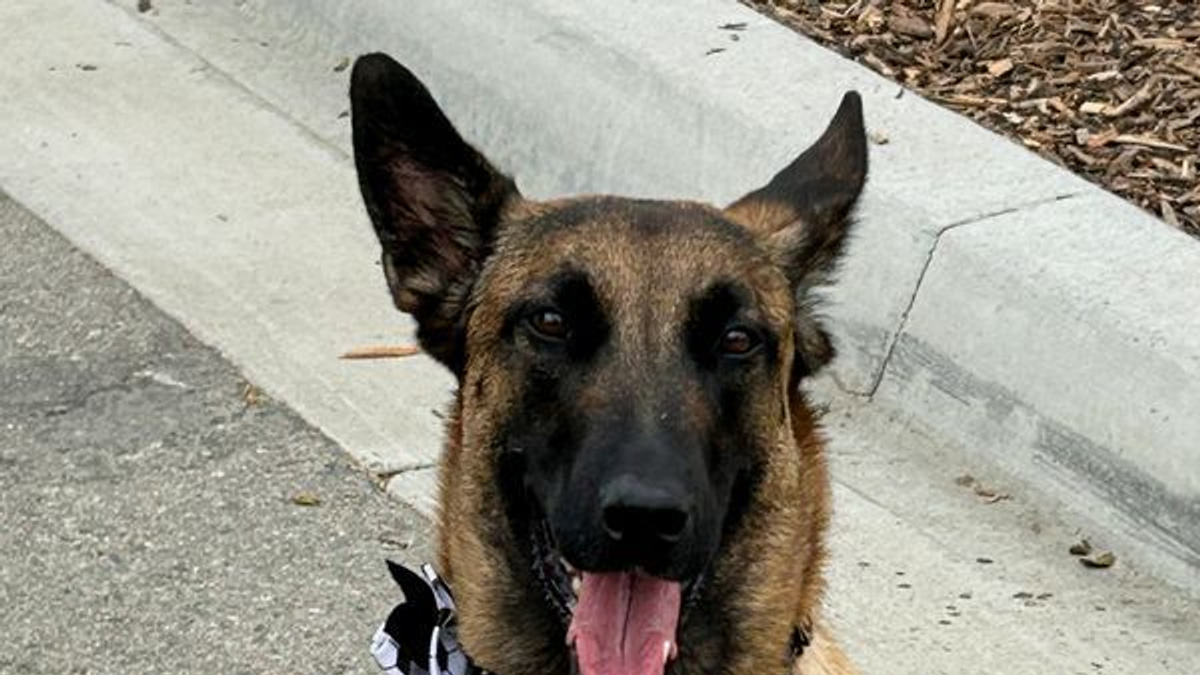 World Cup's Four-Legged Security Force: How Detection Dogs Safeguarded the Tournament