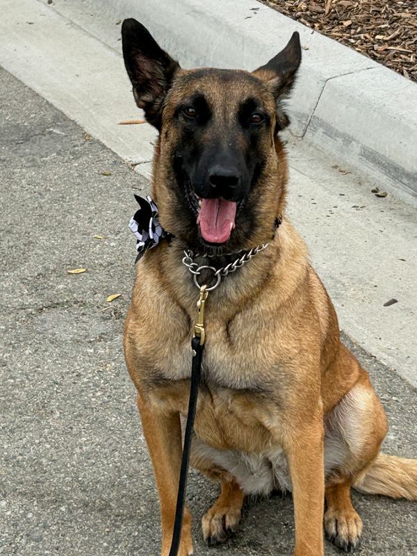 World Cup's Four-Legged Security Force: How Detection Dogs Safeguarded the Tournament