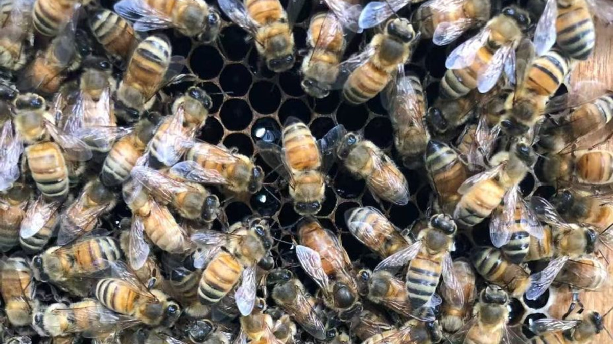 How Worker Bees Build a 'Royal Palace' to Create Their Queen