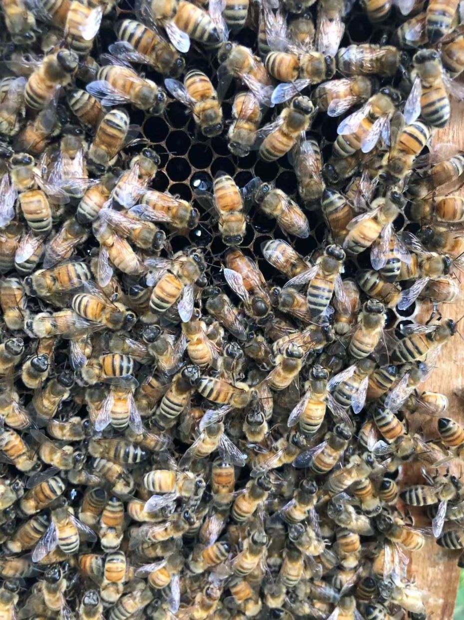 How Worker Bees Build a 'Royal Palace' to Create Their Queen
