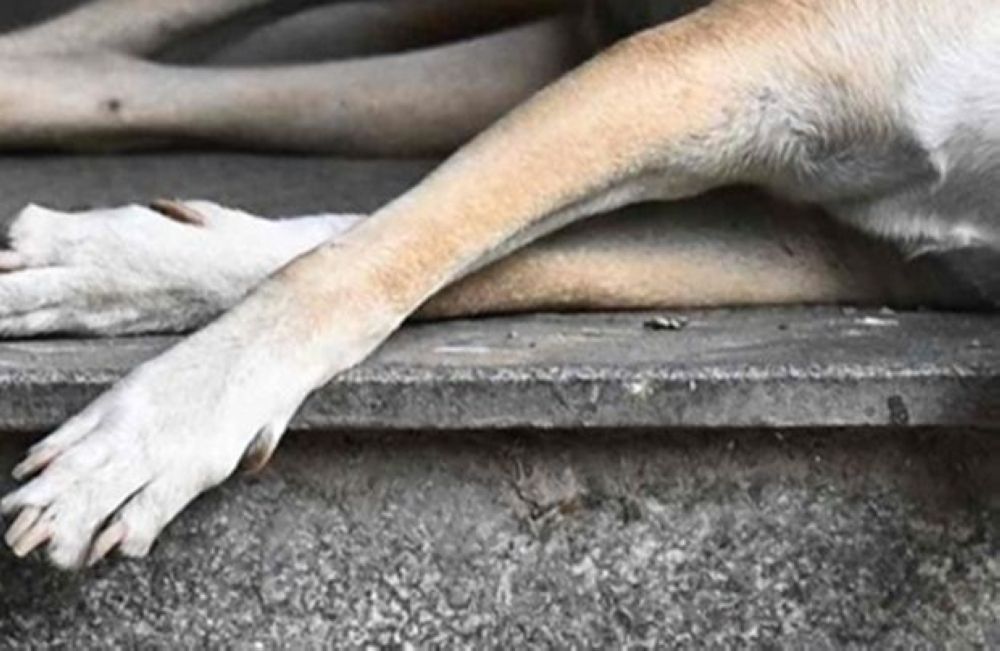Klang Council Officers Questioned Over Death of Stray Dog During Capture Operation