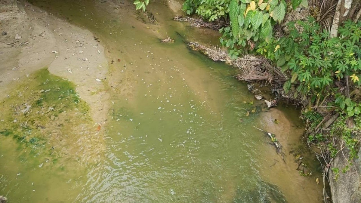 Pertang River's Green Hue Caused by Algae Bloom, Not Pollution—N. Sembilan Fisheries Department