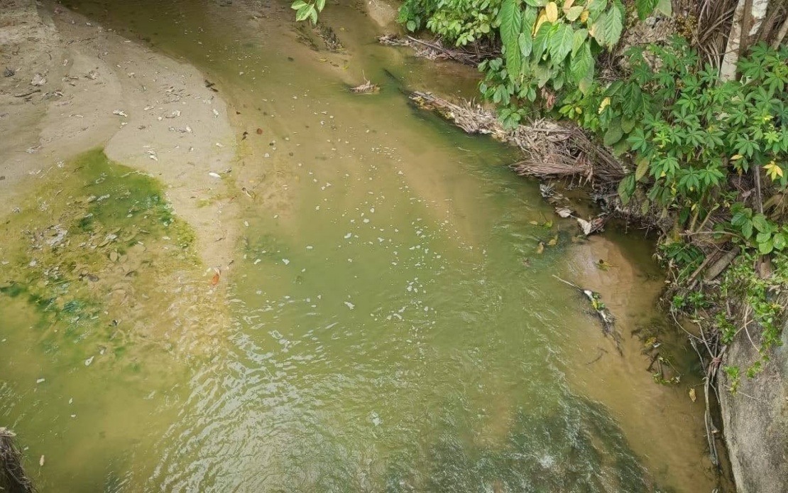 Pertang River's Green Hue Caused by Algae Bloom, Not Pollution—N. Sembilan Fisheries Department